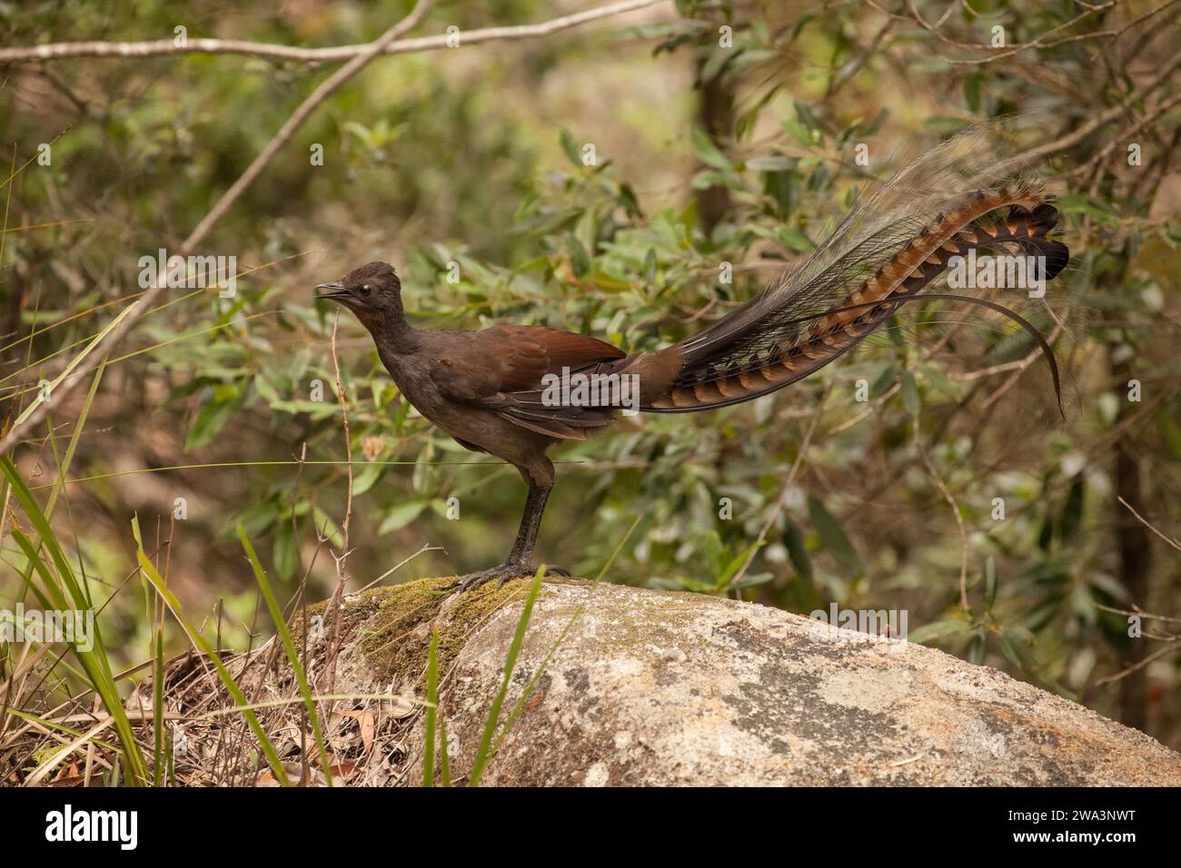 Lyrebird bird hi-res stock photography and images - Alamy