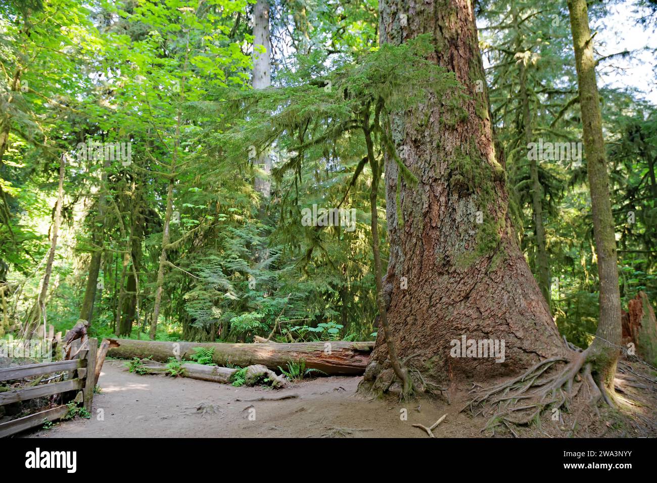 Narrow path leads past a giant Douglas fir, dense lichen, Cathedral Grove, Vancouver Island, British Columbia, Canada, North America Stock Photo