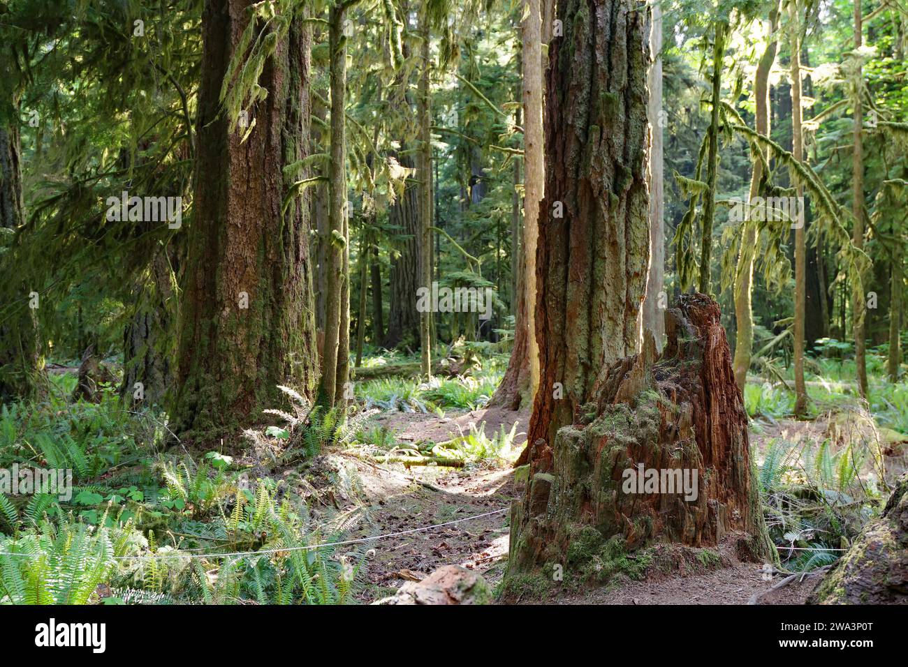 Huge old Douglas firs, overgrown with mosses and lichens, Cathedral Grove, MacMillan Park, Vancouver Island, Canada, North America Stock Photo