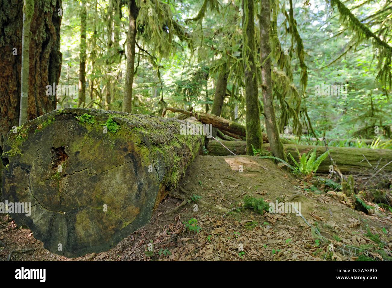 Moss-covered tree trunk of a Douglas fir, dense beard lichen, Cathedral Grove, Vancouver Island, British Columbia, Canada, North America Stock Photo