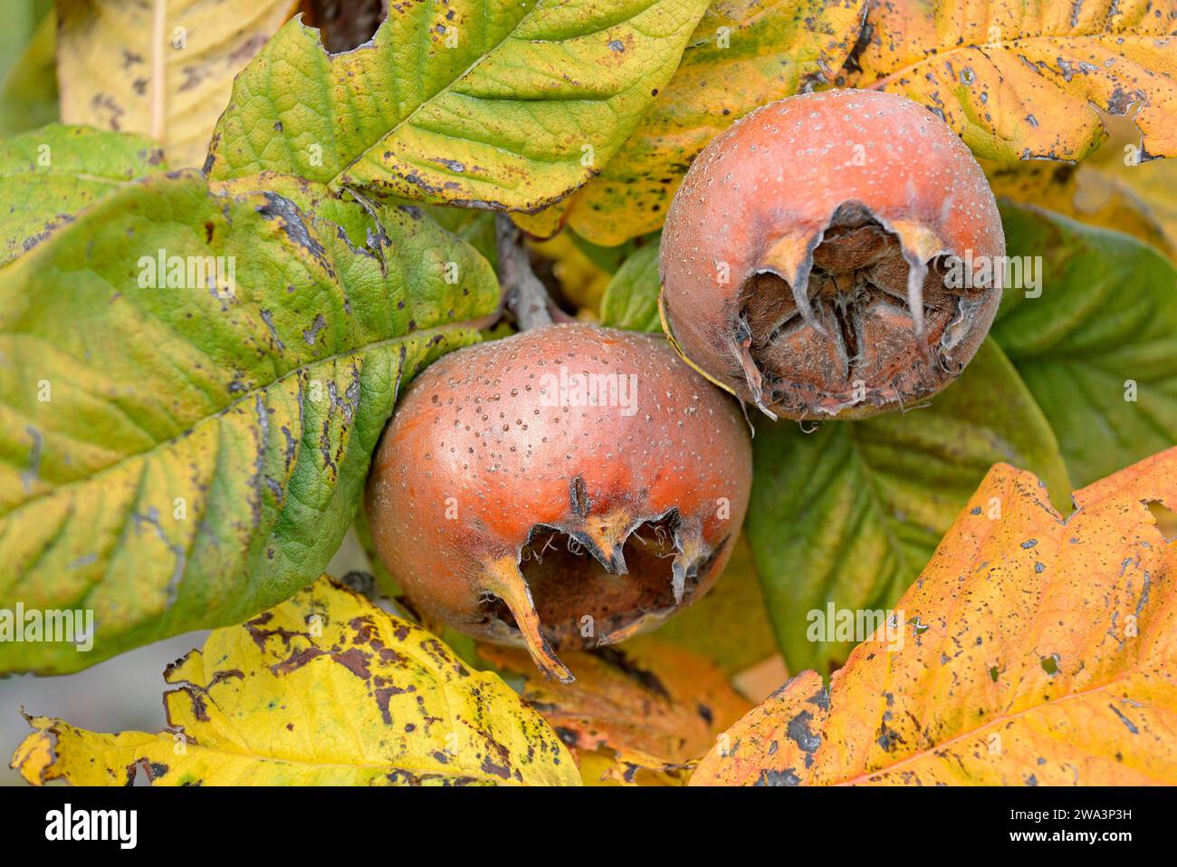 Common medlar (Mespilus germanica), branch with fruit, Moselle, Rhineland-Palatinate, Germany, Europe Stock Photo