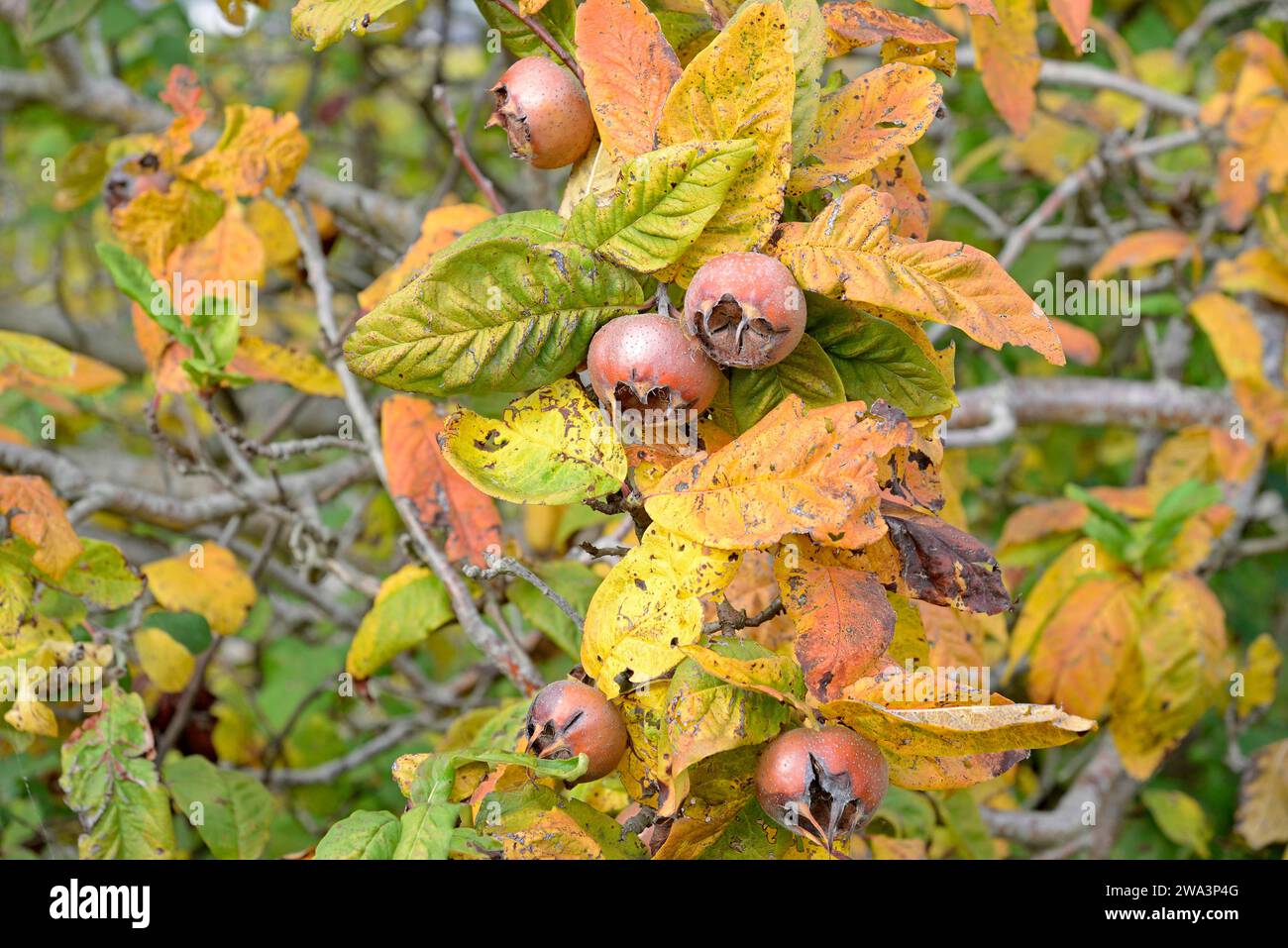 Common medlar (Mespilus germanica), branch with fruit, Moselle, Rhineland-Palatinate, Germany, Europe Stock Photo