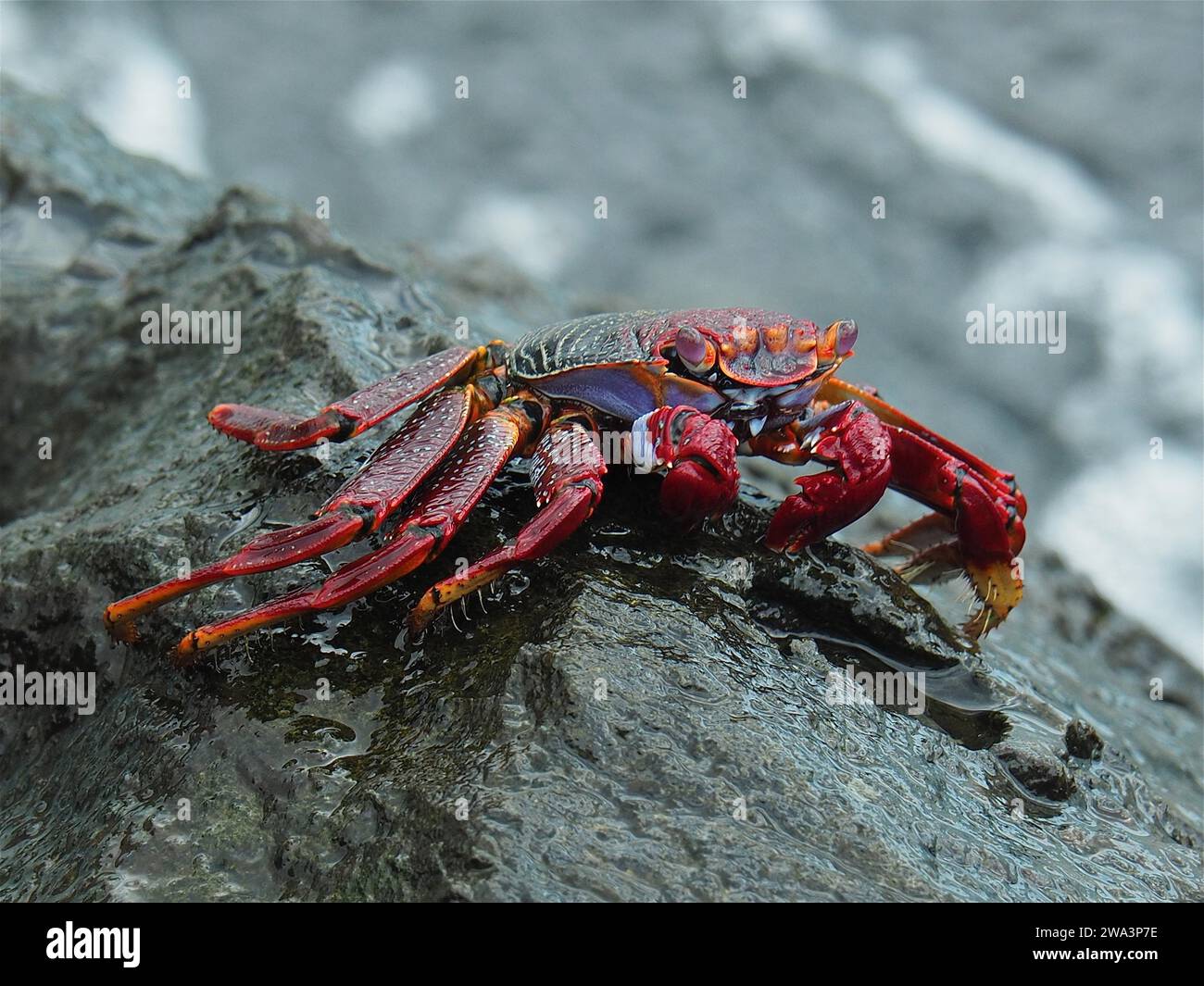 Red rock crab (Grapsus adscensionis) on rock. Puerto de Mogan, Gran Canaria, Spain, Atlantic Ocean, Europe Stock Photo