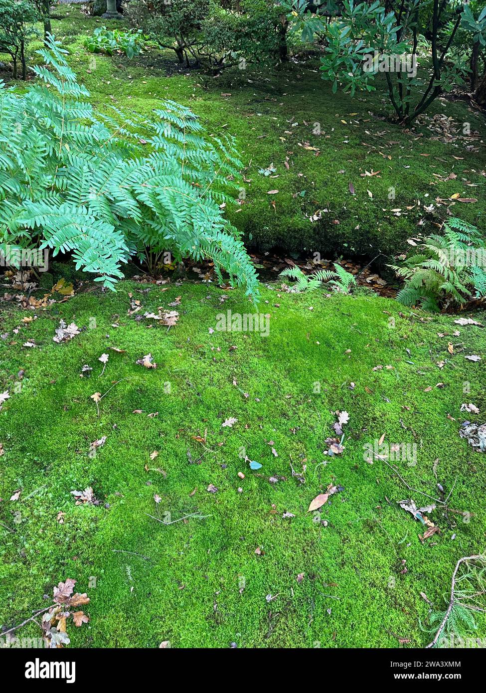 Bright moss and other plants near water channel in park Stock Photo