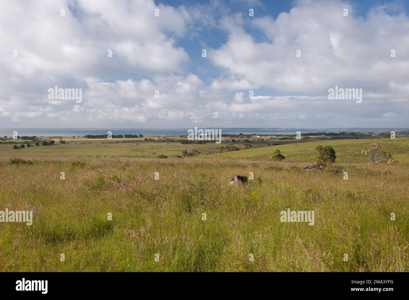 Farm land on the Great Ocean Road, Portland, Victoria, Australia Stock Photo Alamy