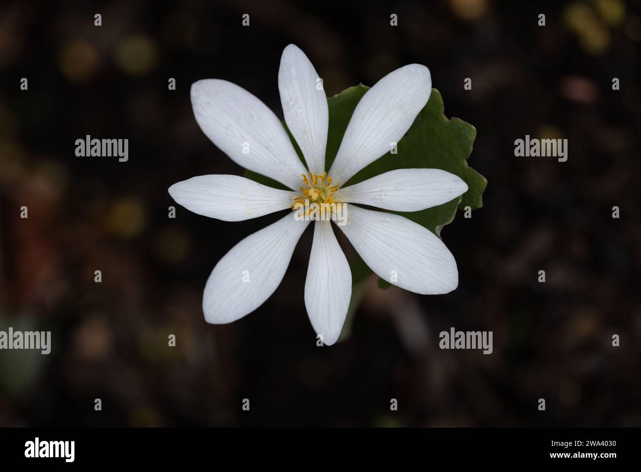 Macro image of a Bloodroot (Sanguinaria canadensis) flower. Stock Photo