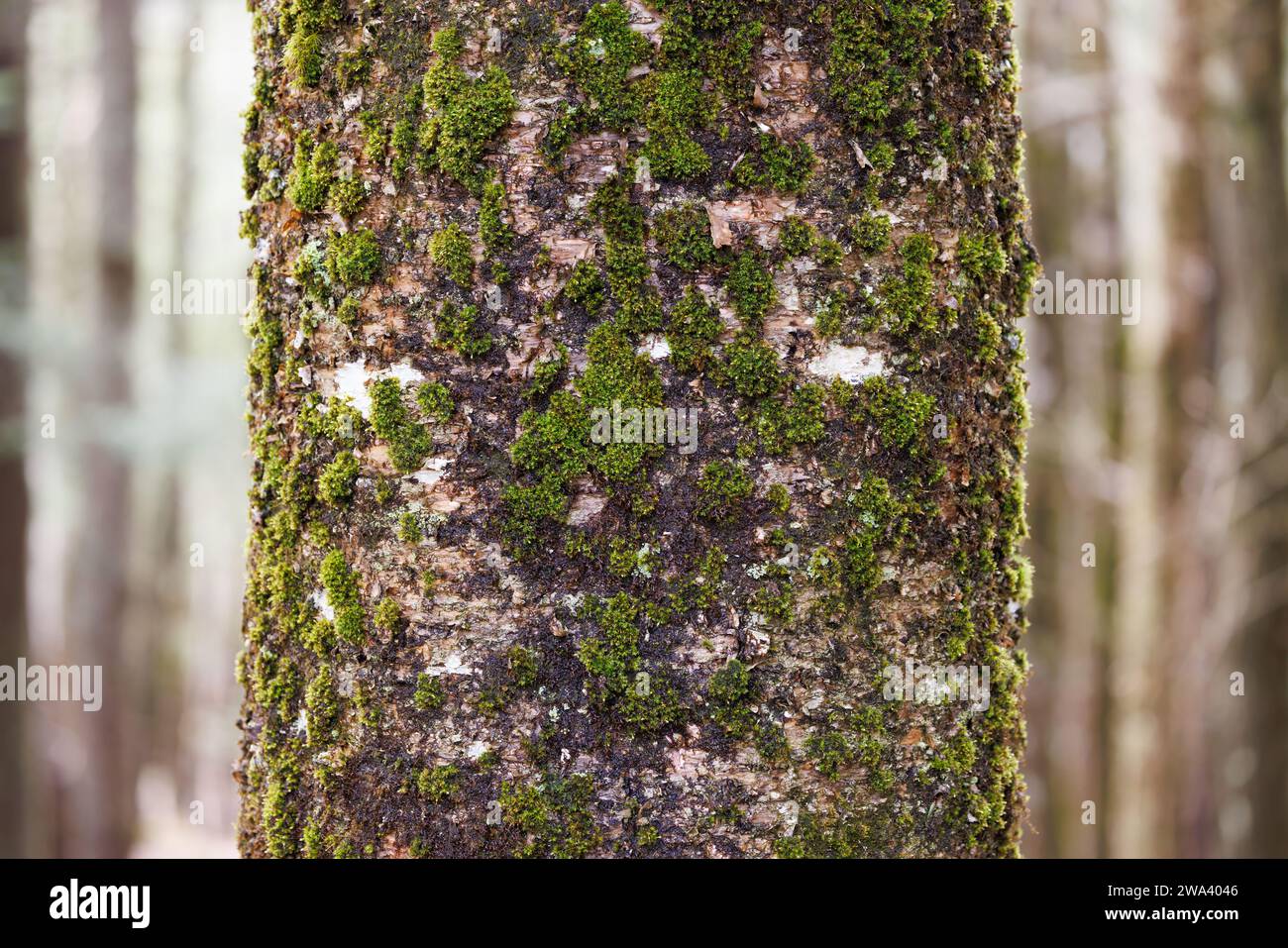 A close-up image of a tree trunk covered with moss and lichen. Stock Photo