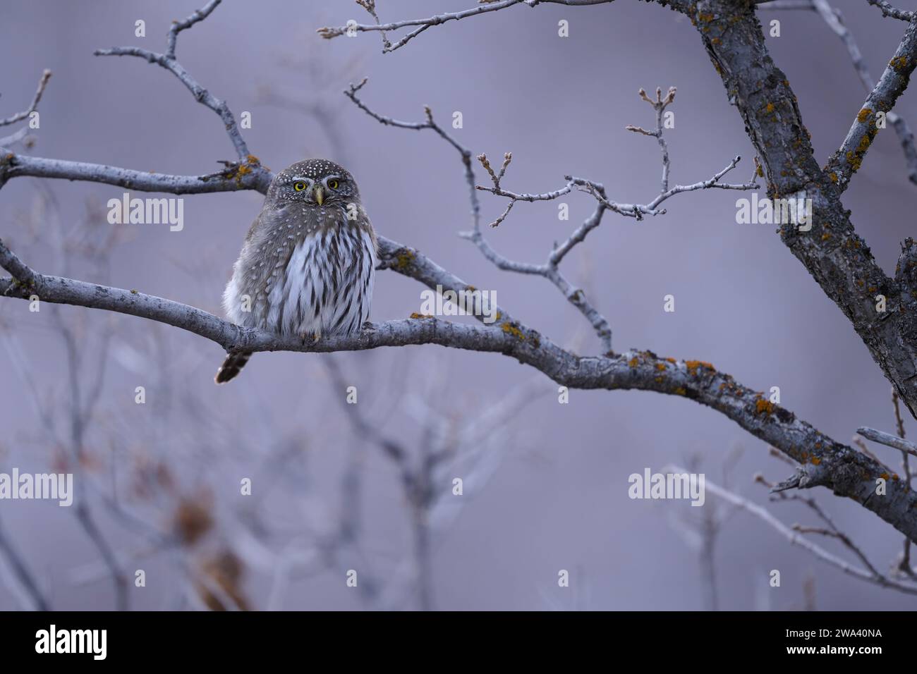 Northern pygmy owl, Utah Stock Photo