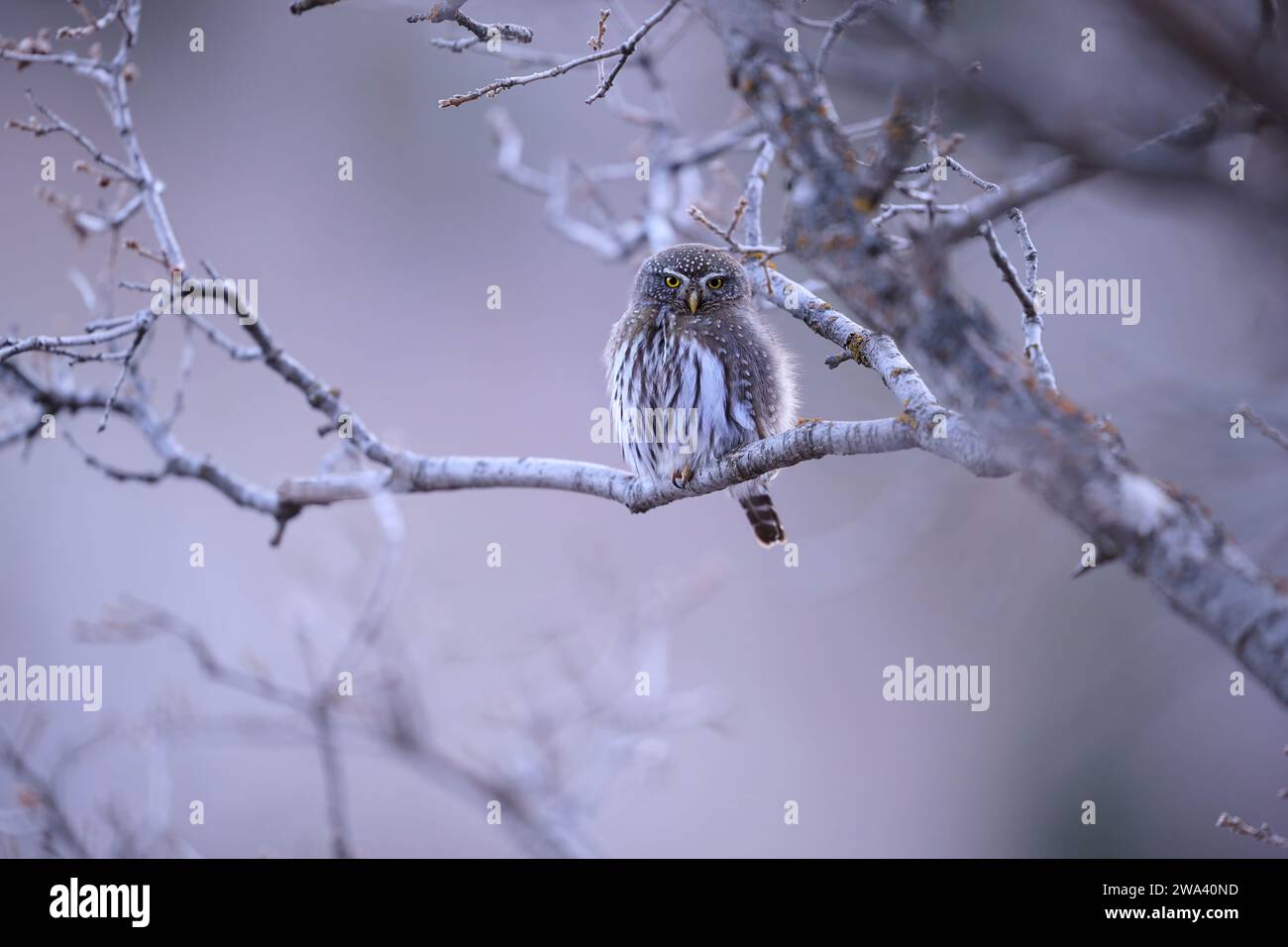 Northern pygmy owl, Utah Stock Photo