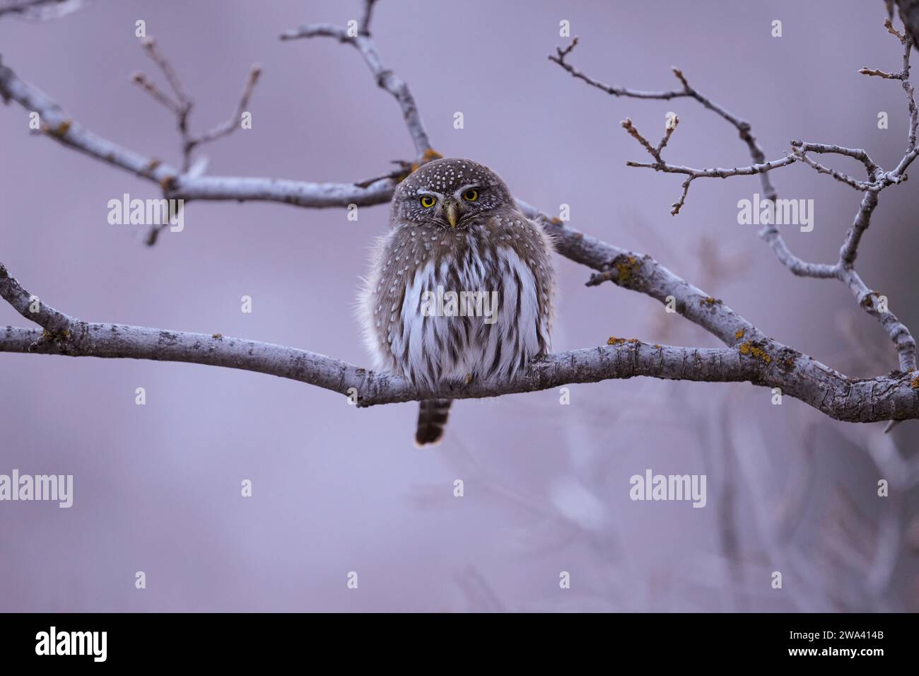 Northern pygmy owl perched on branch Stock Photo