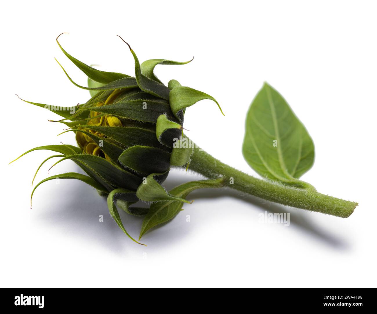 Green Sunflower Head Cut Out on White. Stock Photo