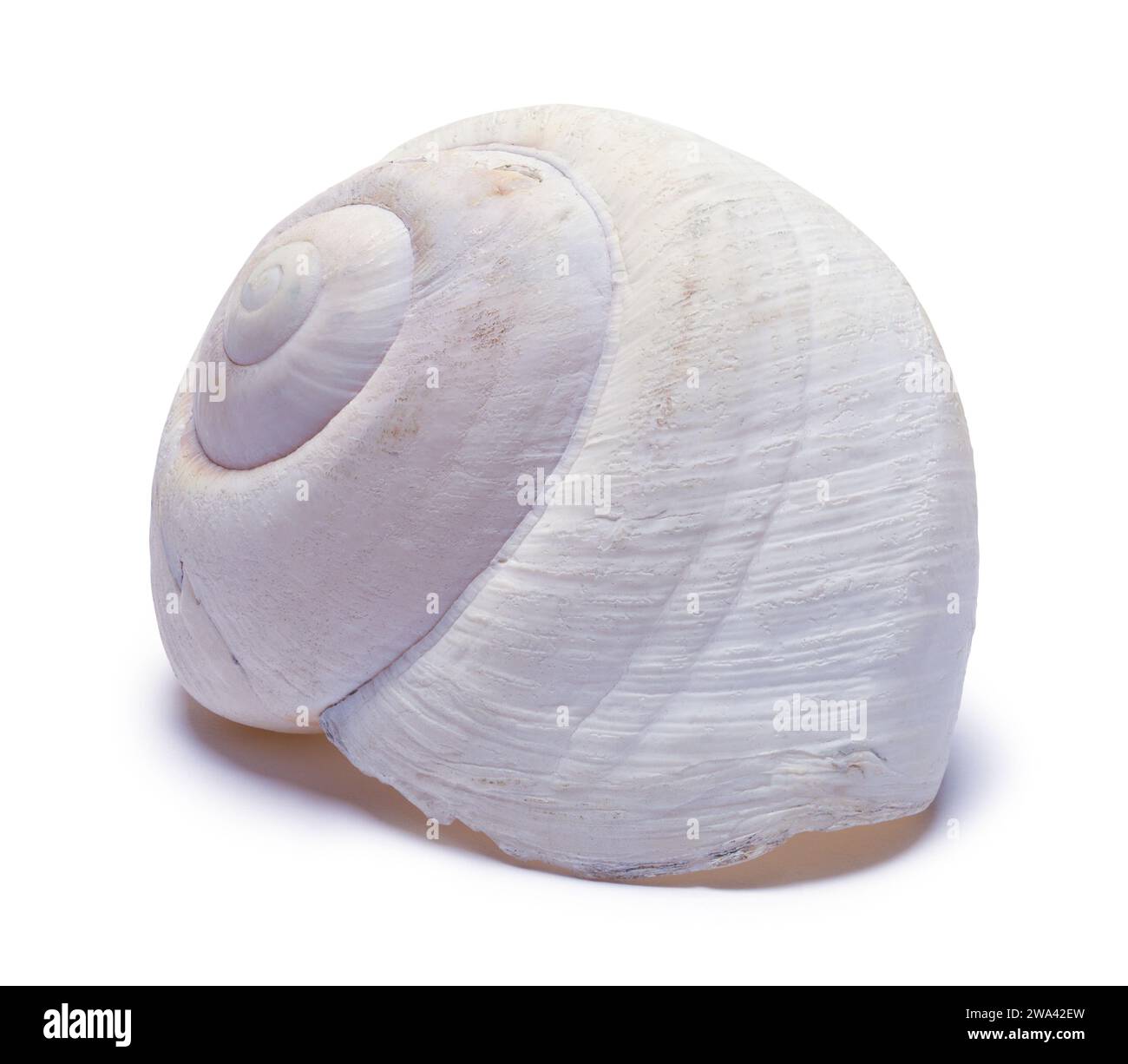 Small nautilus shell with ocean hi-res stock photography and images - Alamy