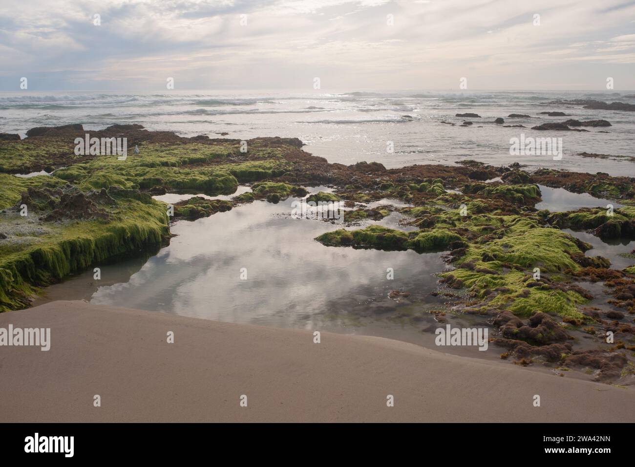 Stoney Rise Robe Surf Australian beach flora and fauna hi-res stock photography and images ...