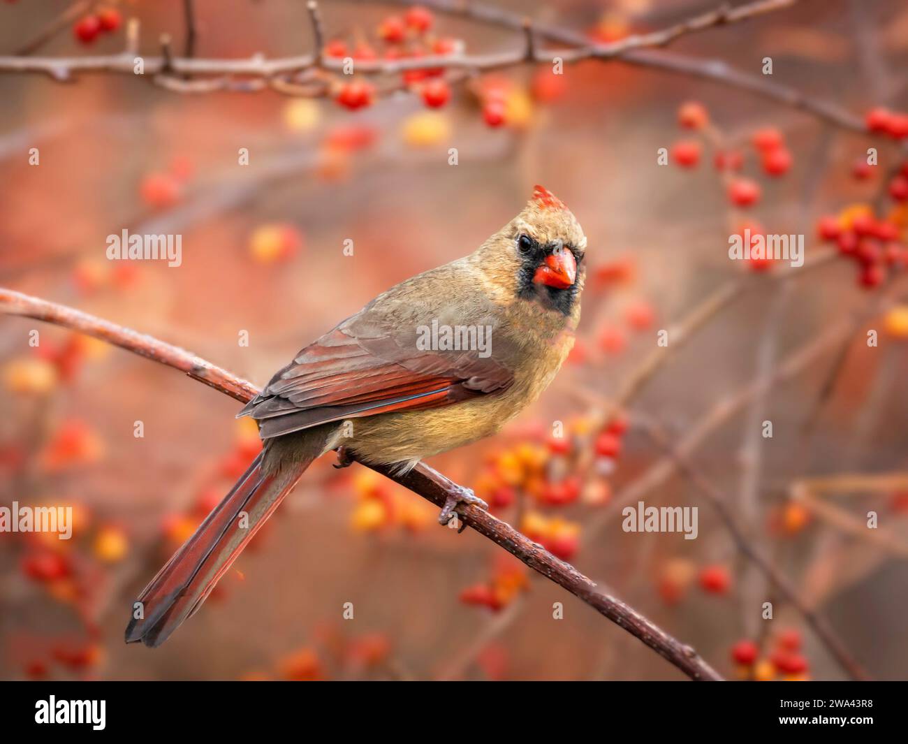 Female Northern Cardinal among red berries Stock Photo