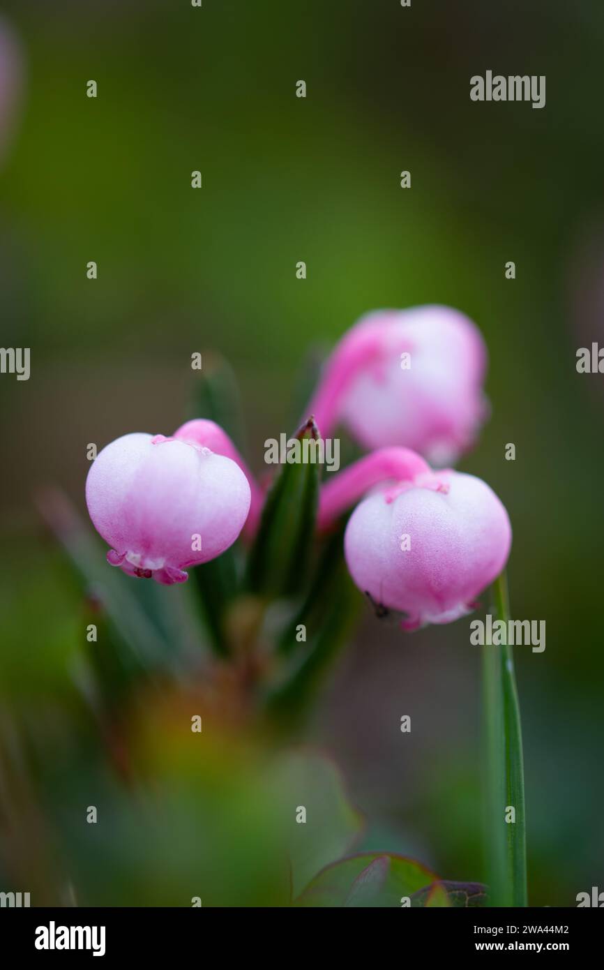 Bog rosemary, a species of flowering plant in the heath family ...