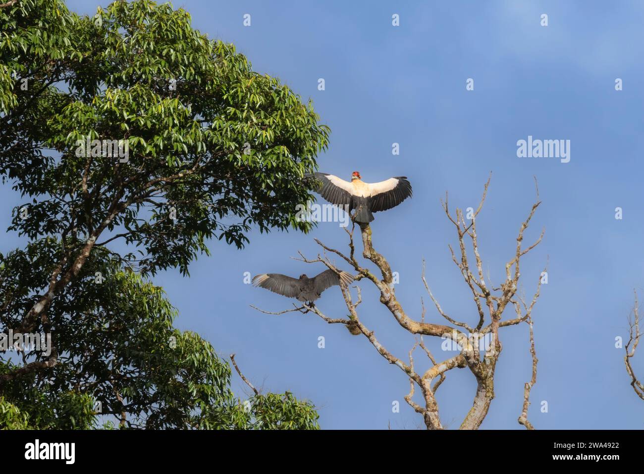 King Vulture (Sarcoramphus papa) with wings spread at La Laguna del Lagarto Lodge, Boca Tapada