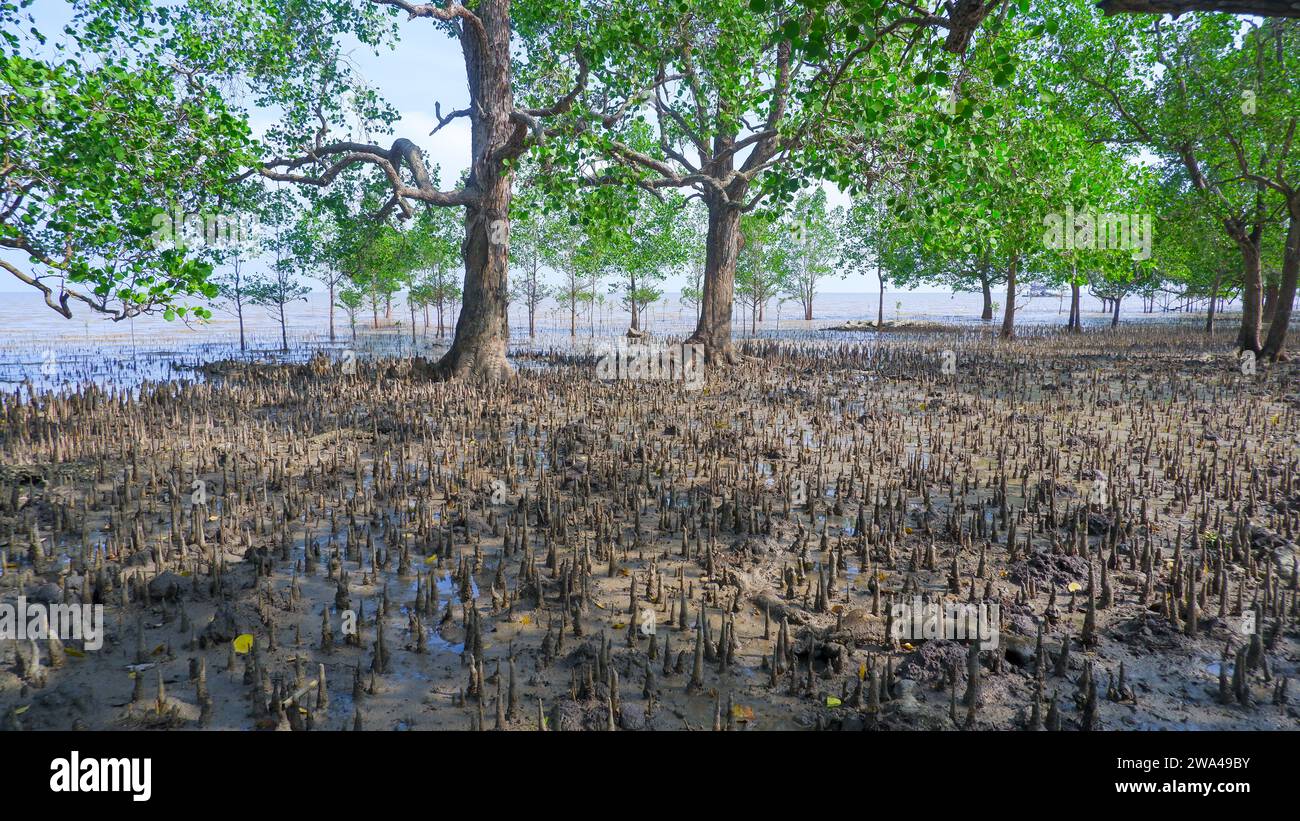 Natural View Of The Habitat Of The Avicennia Tree Plant (Sonneratia Alba), Living On The Shores Of Tropical Indonesian Beaches Stock Photo