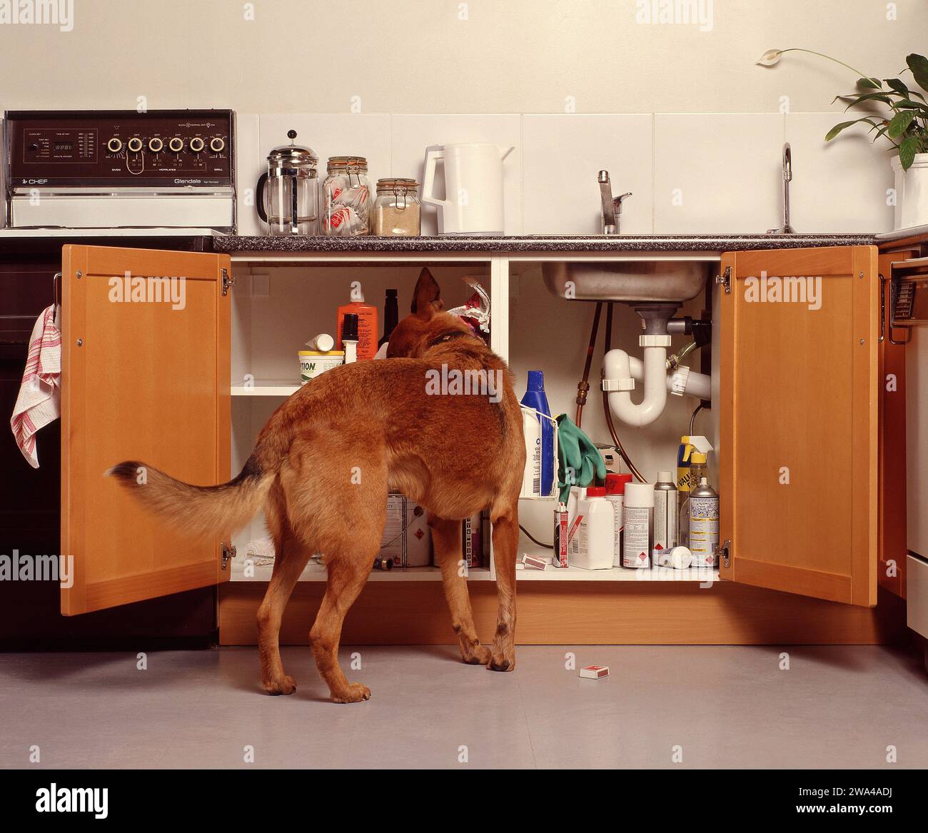 FAMILY DOG SEARCHING THROUGH KITCHEN CUPBOARDS LOOKING FOR FOOD. MANY KITCHEN CLEANING PRODUCTS