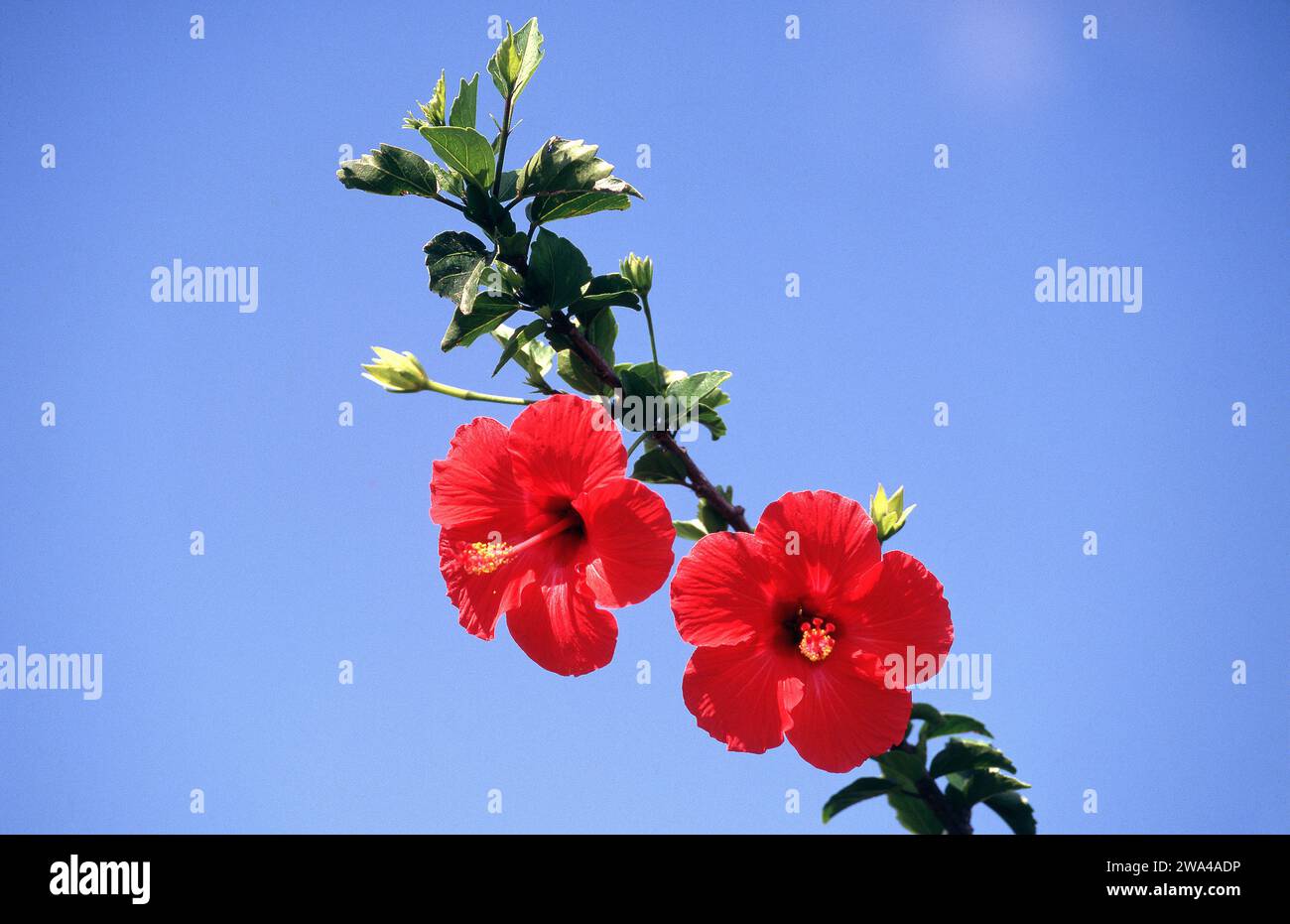 Red hibiscus flowers hi-res stock photography and images - Alamy