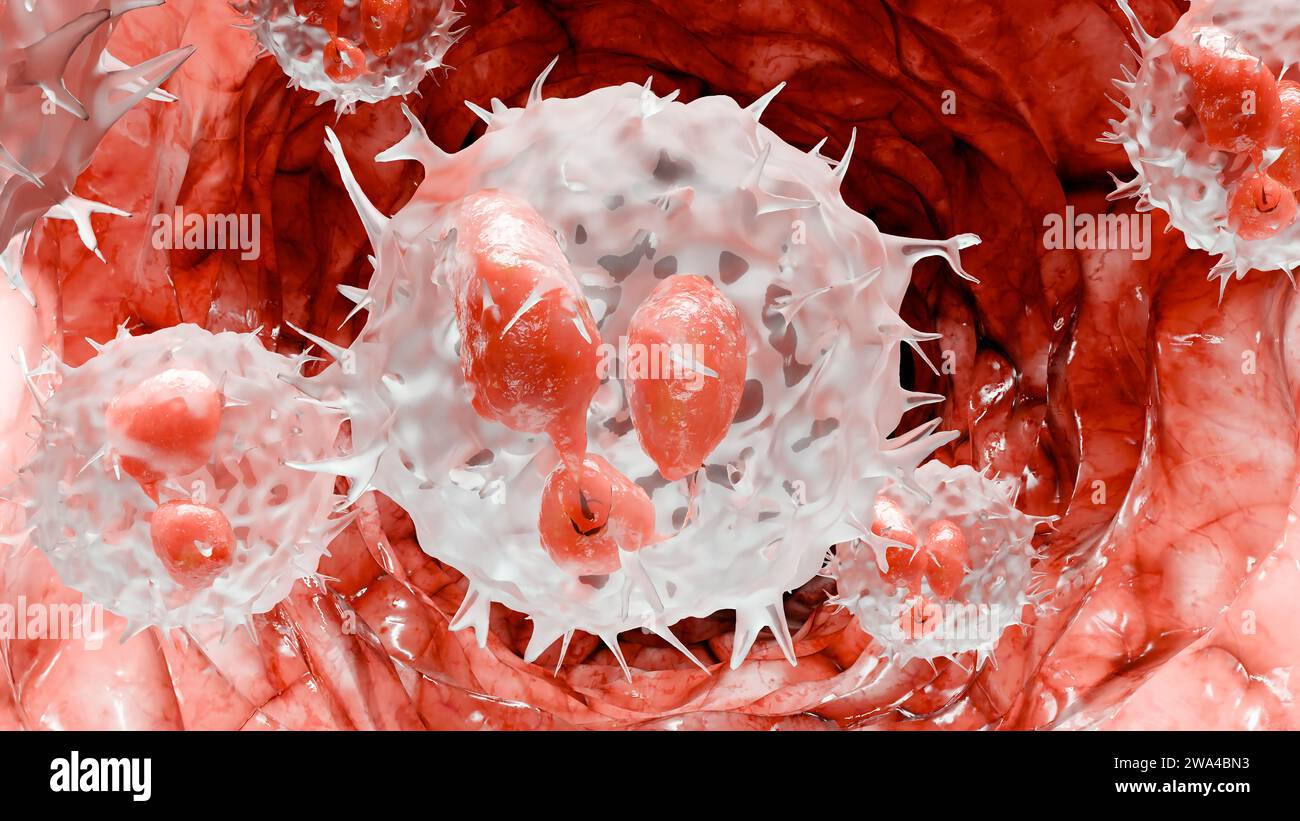 Neutrophiles type Leukocyte cell, phagocytosis, white blood cells in vein, Neutrophil, medical human health, destruction of the virus and microb inf Stock Photo
