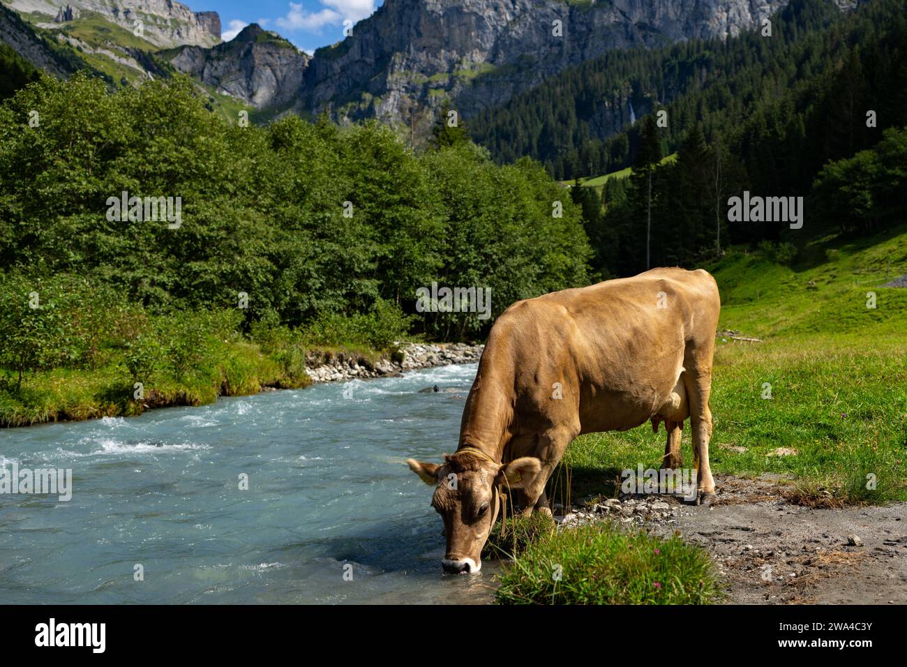 Cows are grazing on a summer day on a meadow in Switzerland. Cows ...