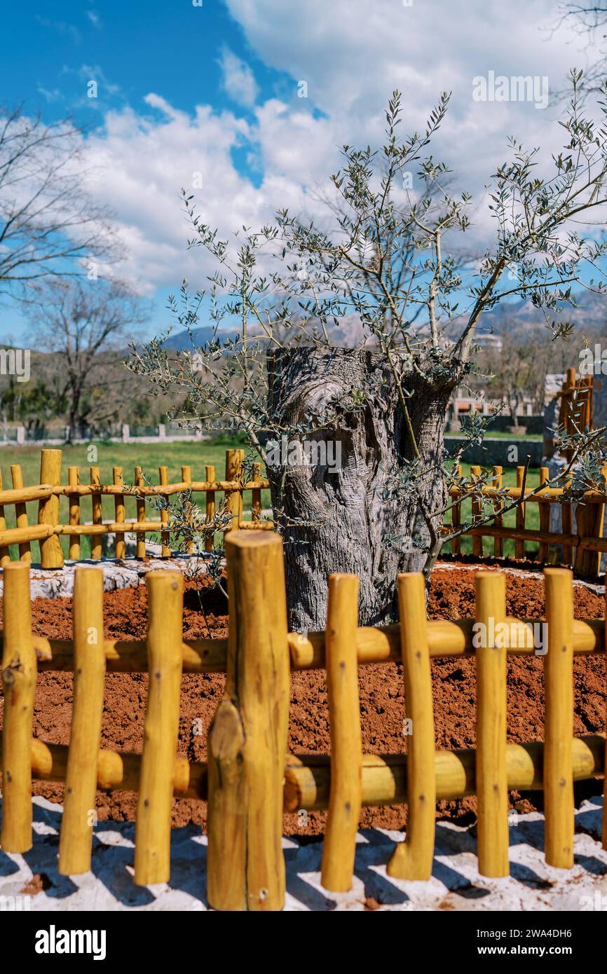 Low rural wooden fence around a green tree in the park Stock Photo - Alamy