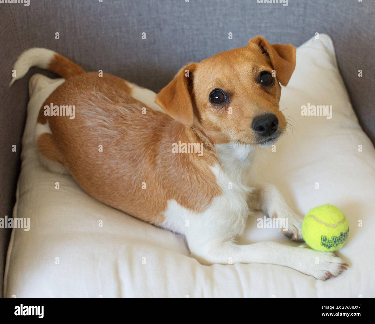 Jack Russell with ball Stock Photo Alamy