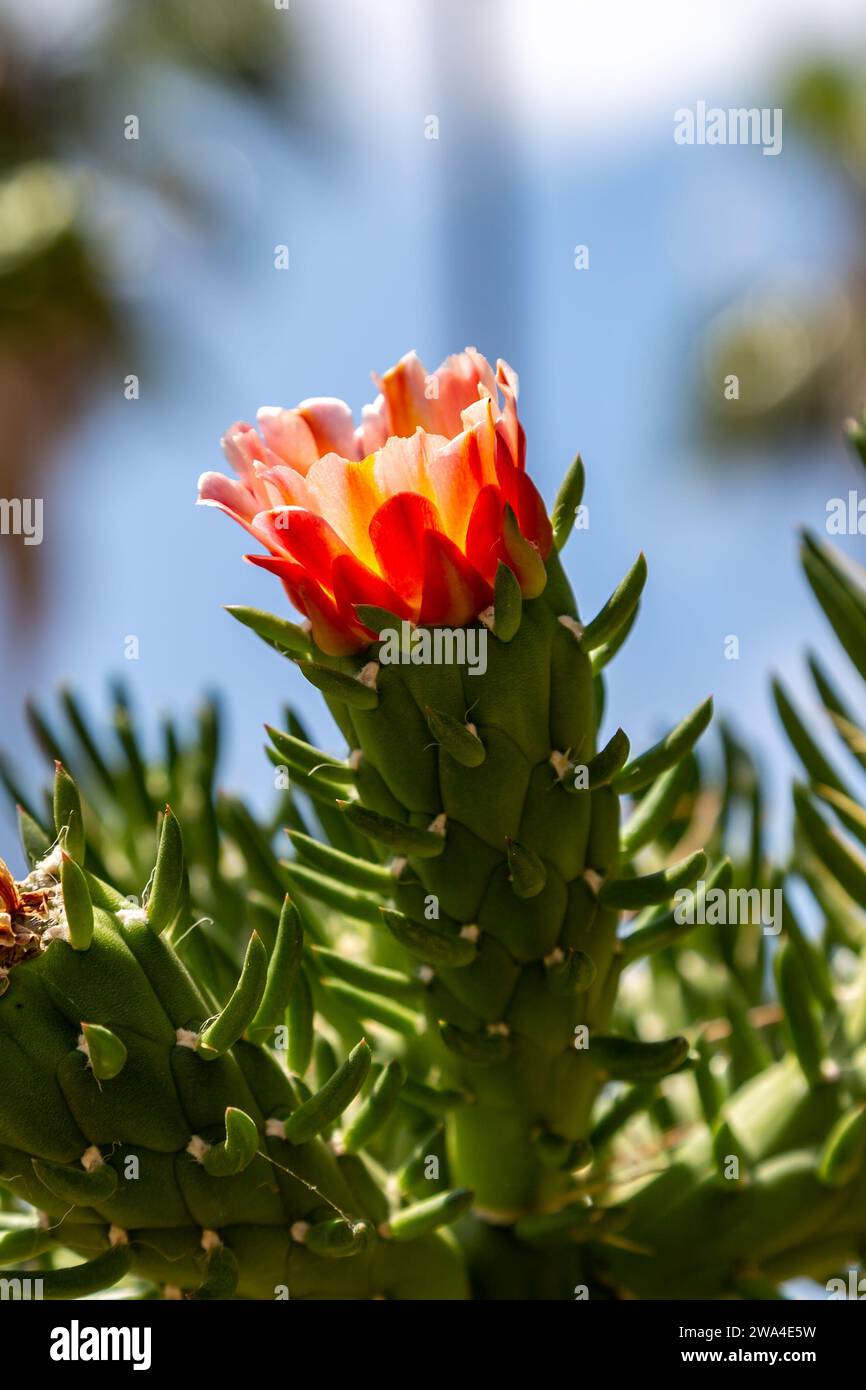 An Eve's Pin Cactus flowering in the Cypriot sunshine, with a shallow depth of field Stock Photo