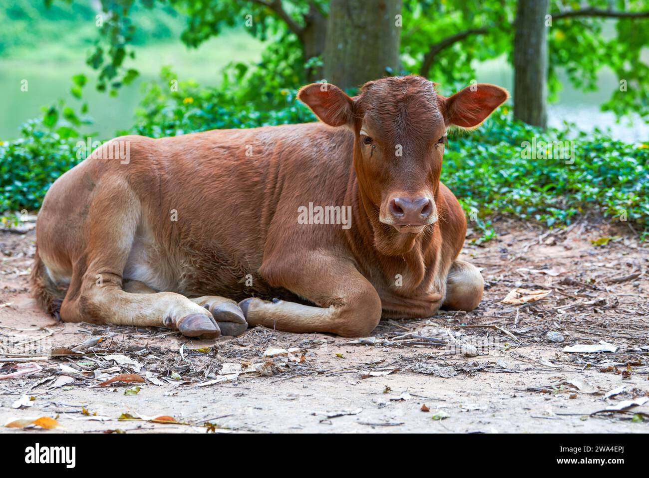 A resting cow in the countryside Stock Photo