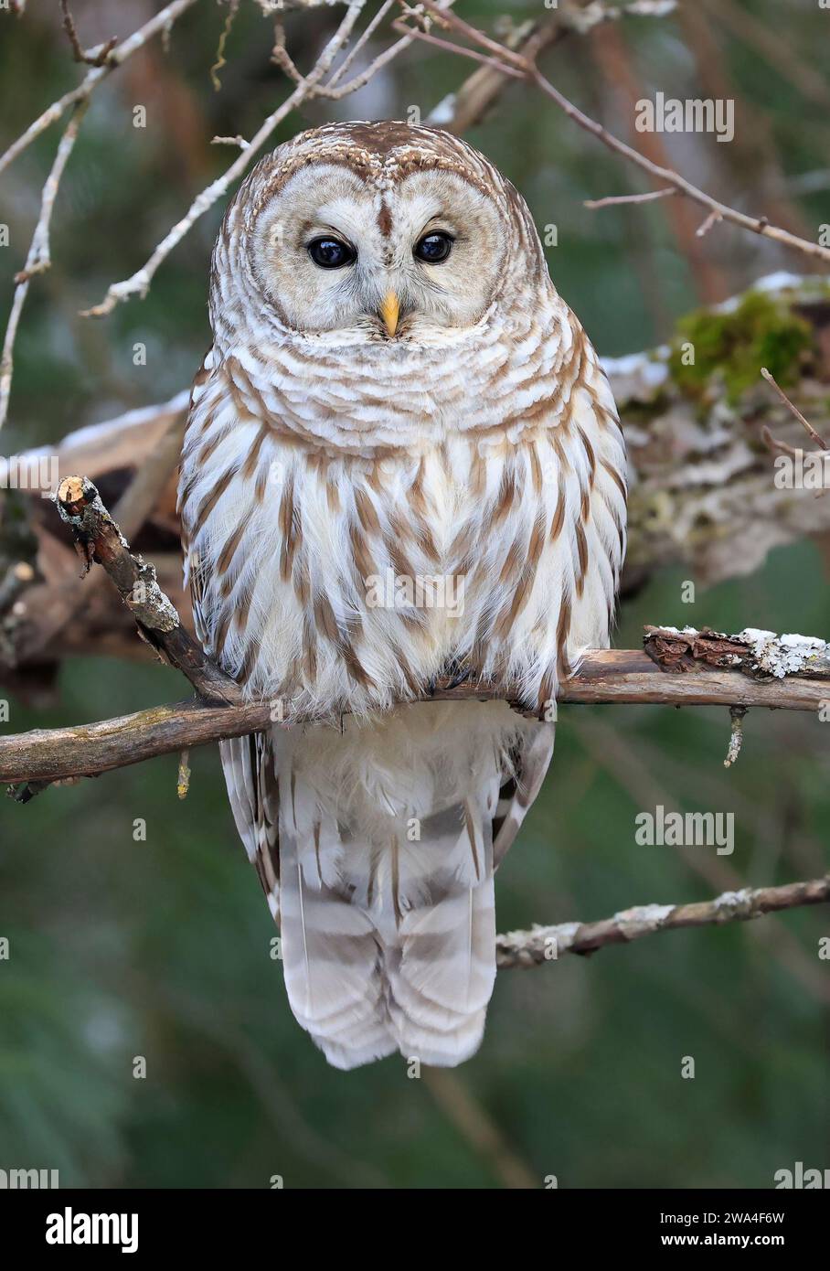 Barred Owl portrait on a tree branch with green background, Quebec, Canada Stock Photo