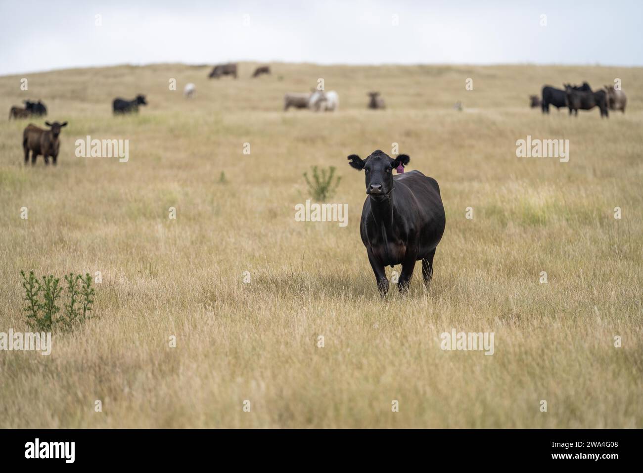 Portrait of cows in a field. Herd of cattle close up. White and brown cows. Australian Sustainable Beef steers on a agricultural farm in Australia Stock Photo
