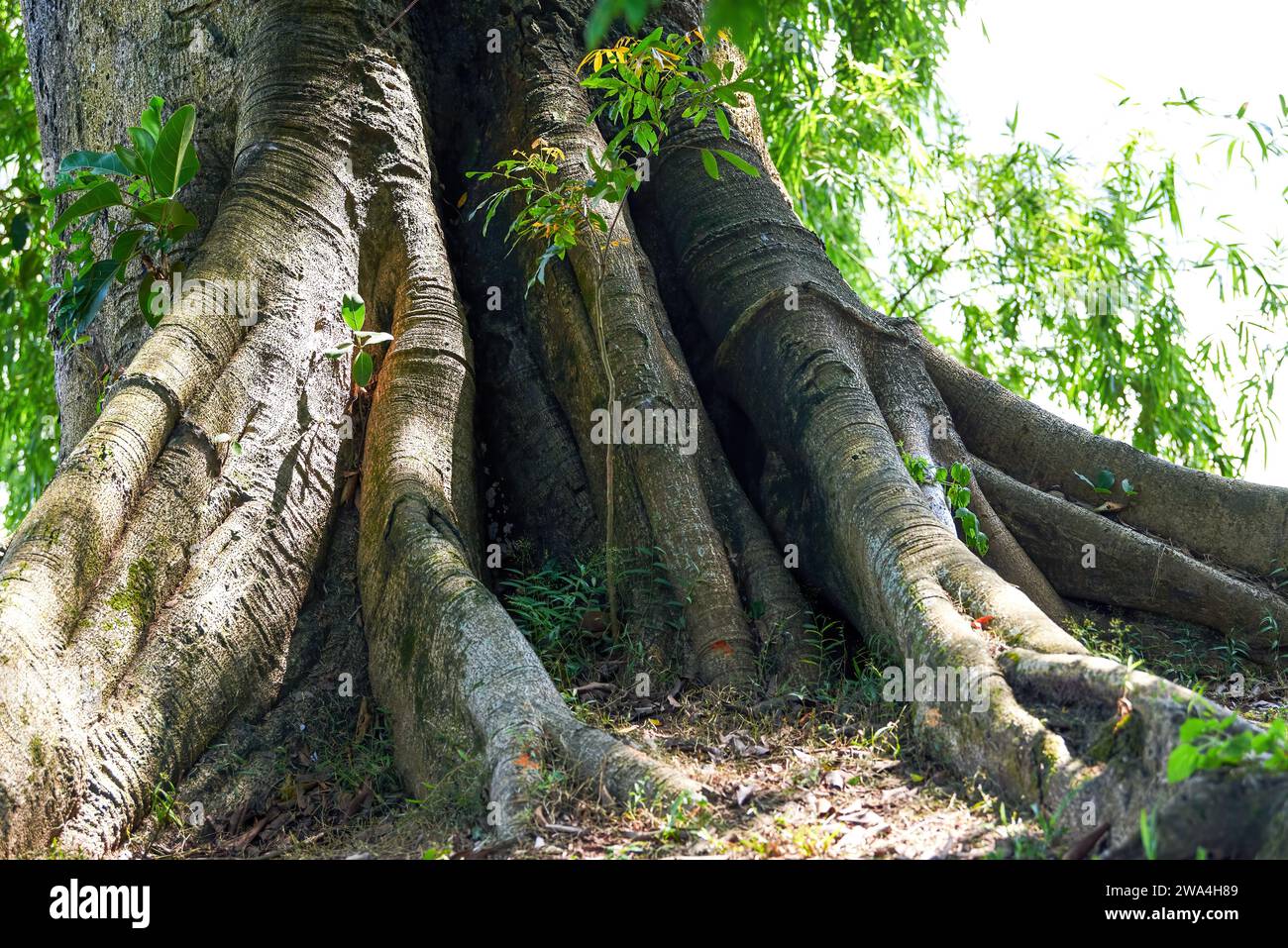 Backyard tree roots hi-res stock photography and images - Alamy