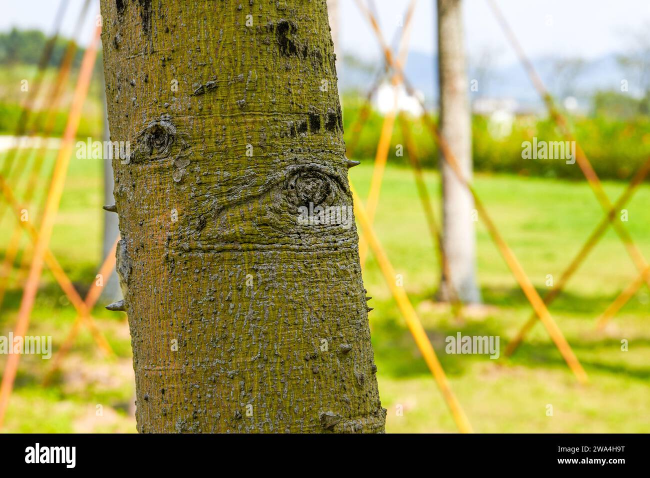 Asp eyes hi-res stock photography and images - Alamy