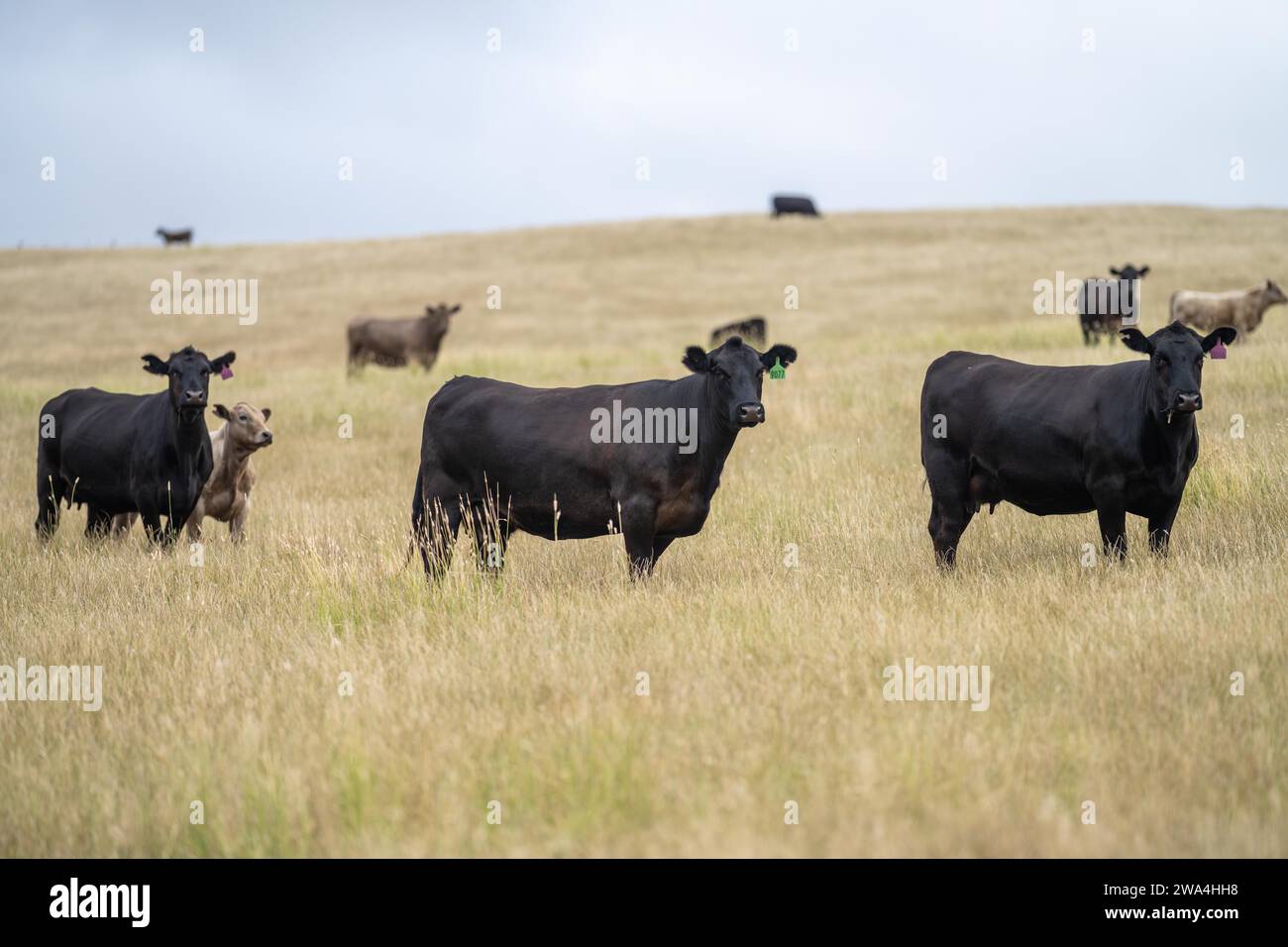 Portrait of cows in a field. Herd of cattle close up. White and brown ...