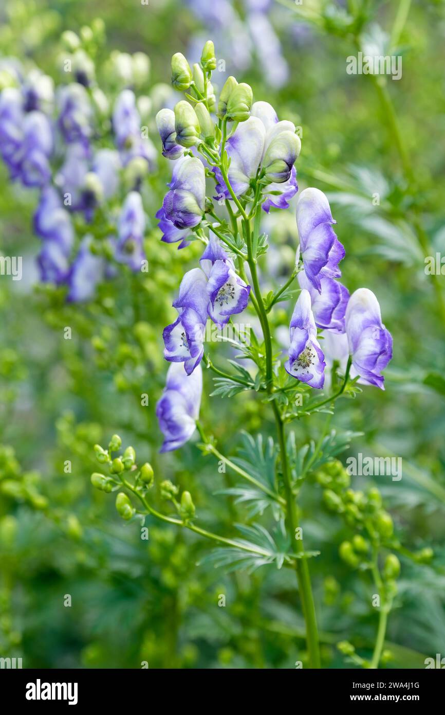 Aconitum x cammarum Bicolor, Purple wolf's bane bicolor, Monkshood Bicolor, loose panicles of hooded, blue and white flowers Stock Photo