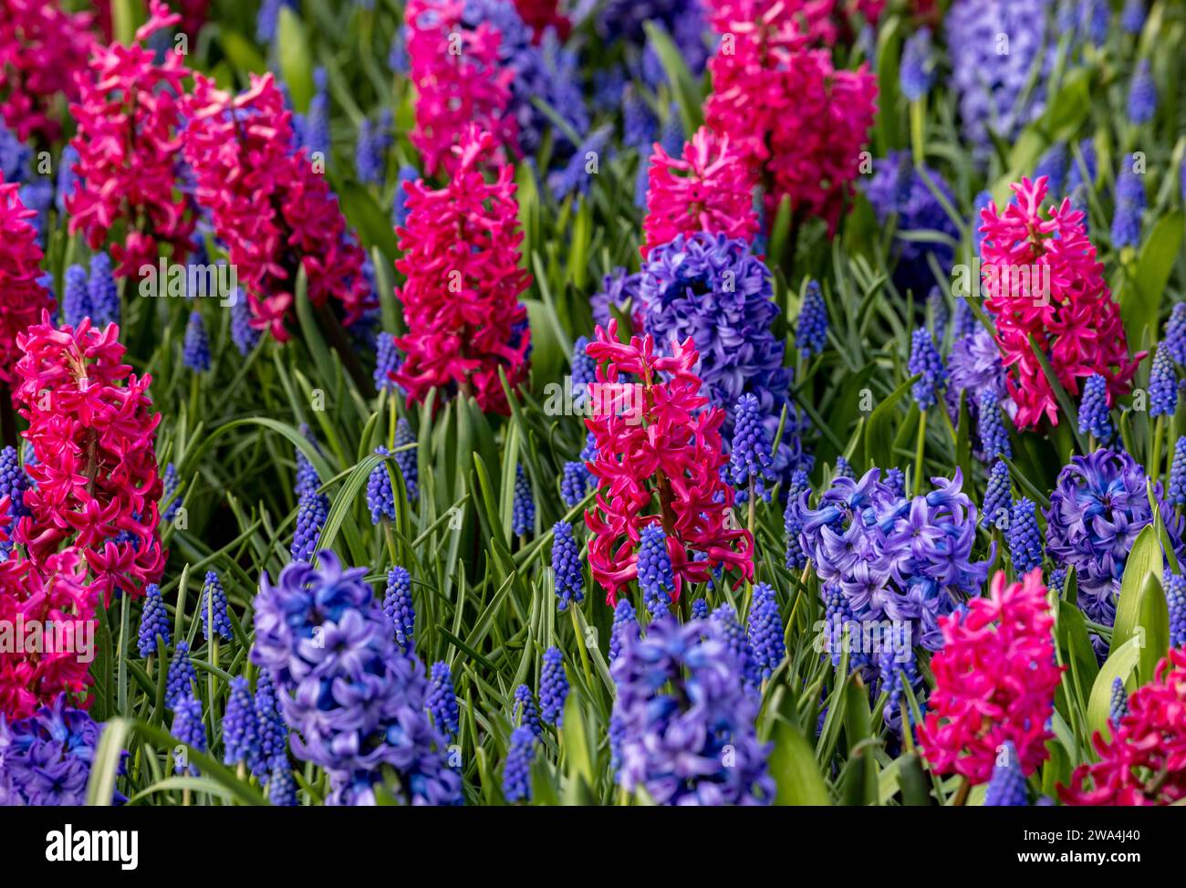 purple and blue hyacinths blooming in a garden Stock Photo - Alamy