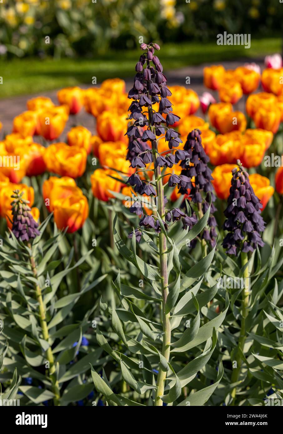 Dark flowers of Fritllaria Persica and orange tulips blooming in a garden Stock Photo