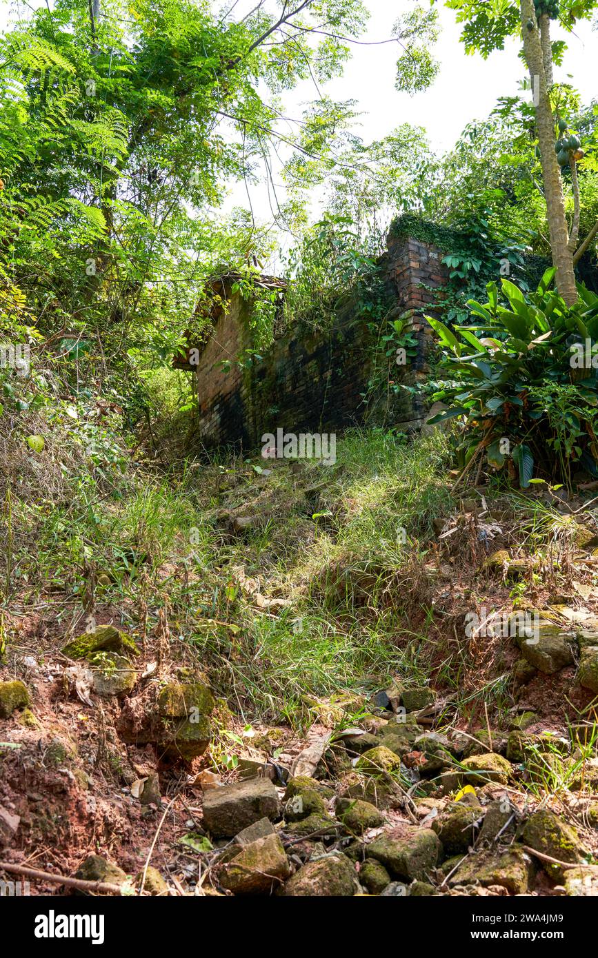 Private jungle view in hi-res stock photography and images - Alamy