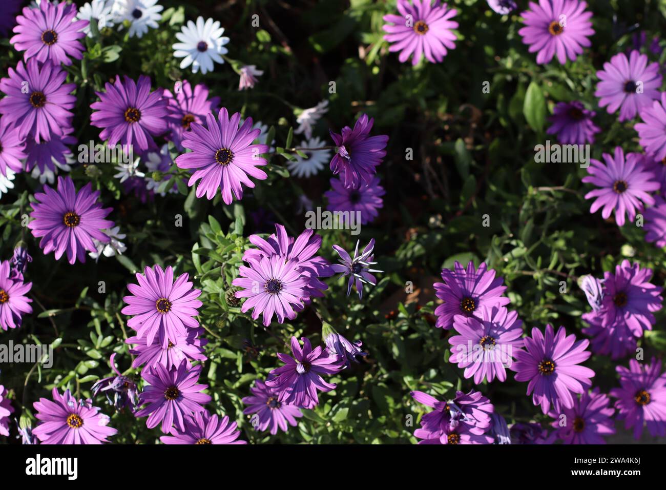 Pink flowers table mountain hi-res stock photography and images - Alamy