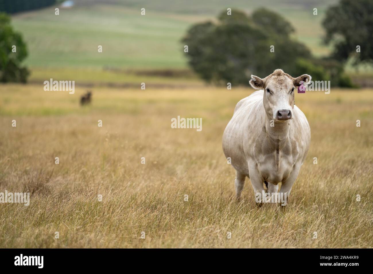 Portrait of cows in a field. Herd of cattle close up. White and brown cows. Australian Sustainable Beef steers on a agricultural farm in Australia Stock Photo