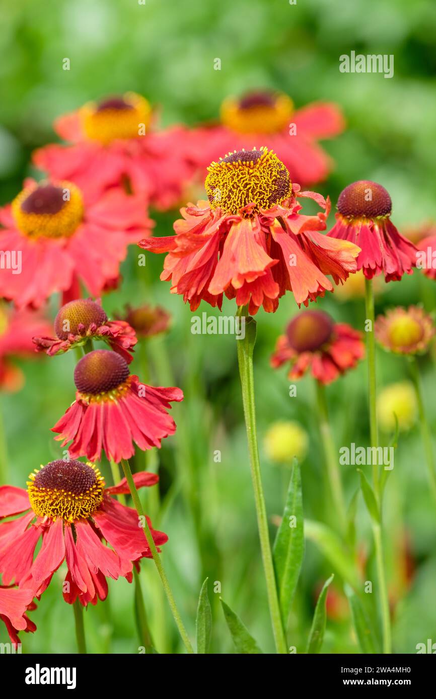 Helenium Moerheim Beauty, sneezeweed Moerheim Beauty, daisy-like dark-centred, coppery-red flower-heads Stock Photo