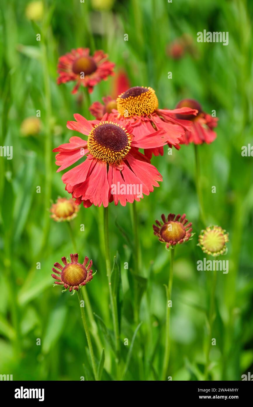 Helenium Moerheim Beauty, sneezeweed Moerheim Beauty, daisy-like dark-centred, coppery-red flower-heads Stock Photo