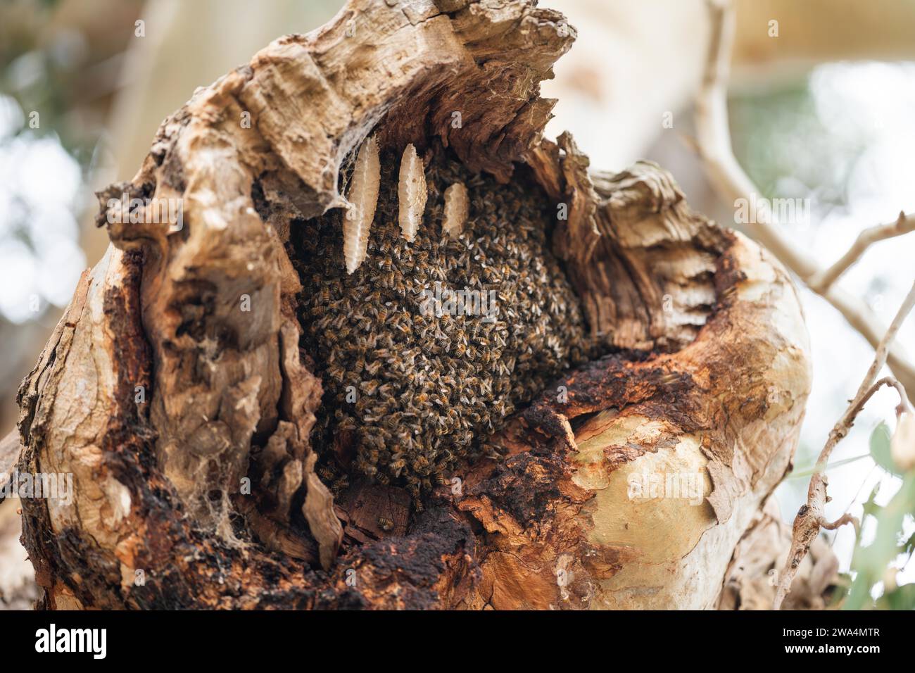 Hive Color:red bee hive in a red gum tree hollow on a farm in australia. native bee ...