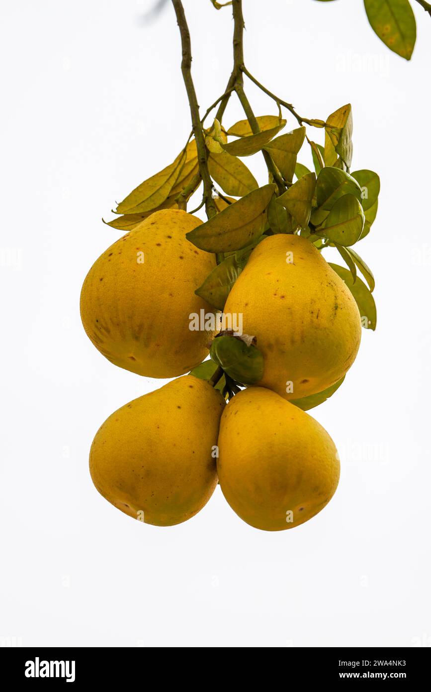 The grapefruit tree is full of ripe fruits grapefruit Stock Photo