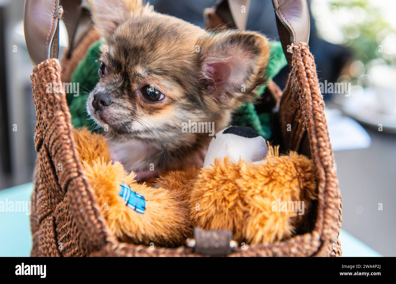 Brown chihuahua hi-res stock photography and images - Alamy