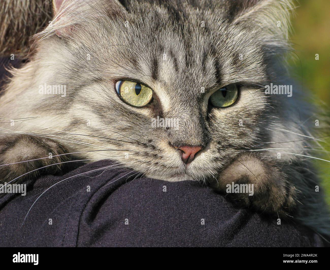 Adorable domestic fluffy grey cat with long whiskers on man's hands Stock Photo