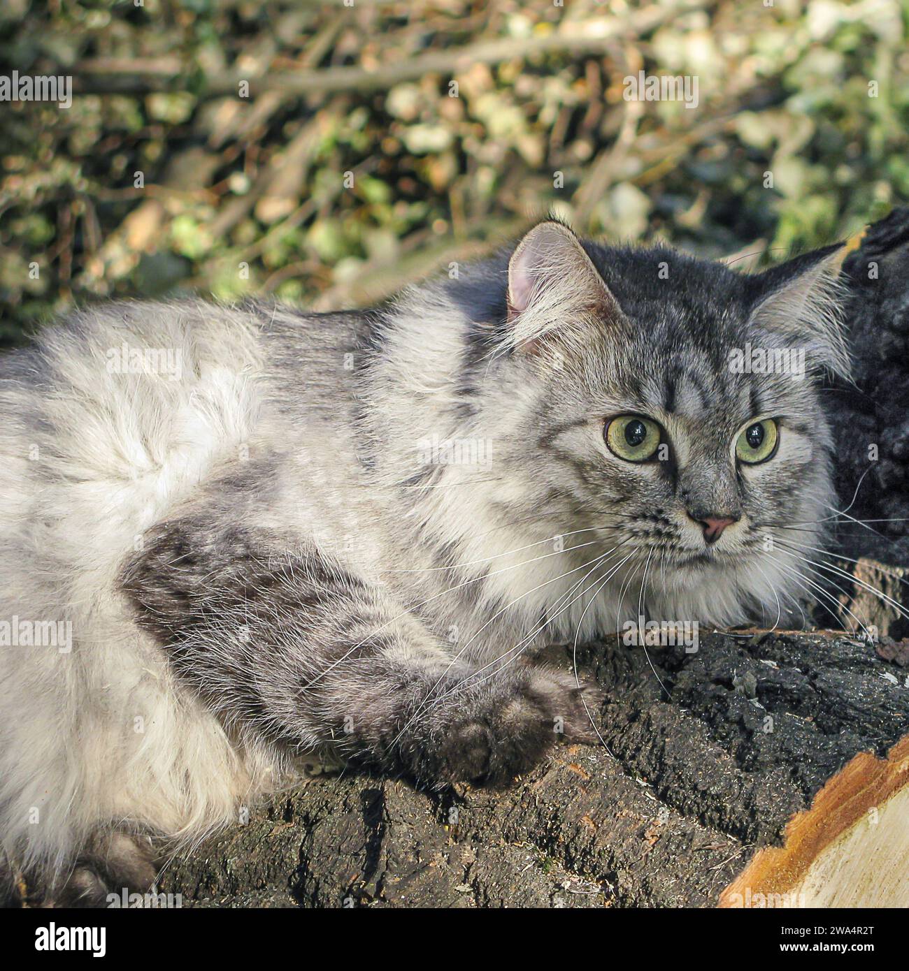 Adorable fluffy grey domestic cat with long whiskers in the forest Stock Photo