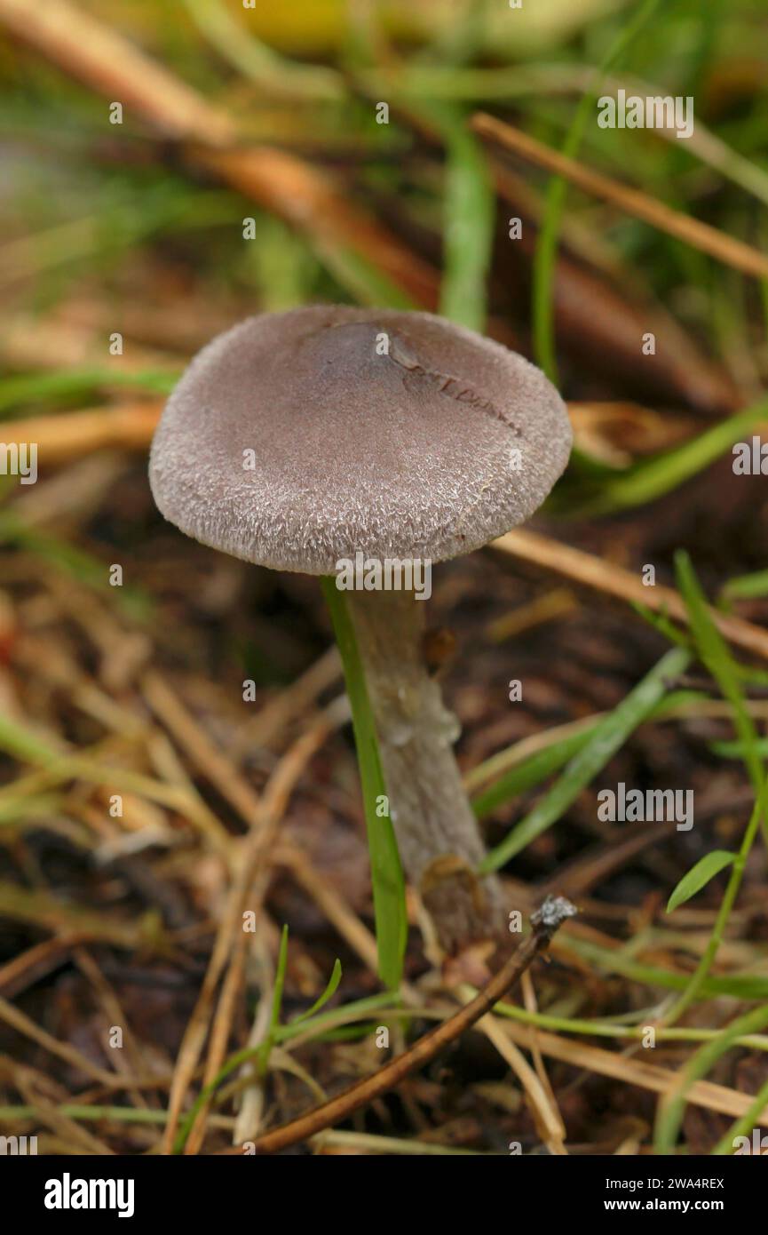 Detailed closeup on a frosty webcap mushroom, Cortinarius hemitrichus on the forest floor Stock Photo