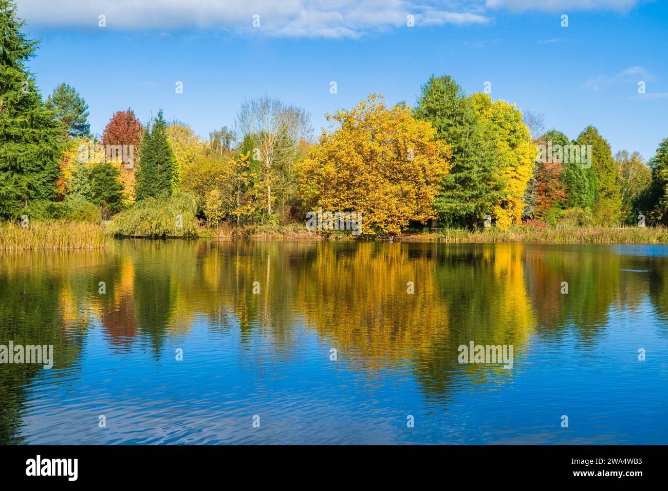 Autumn colours reflected in the class like surface of a pond. Kidderminster Worcestershire UK. October 2020 Stock Photo