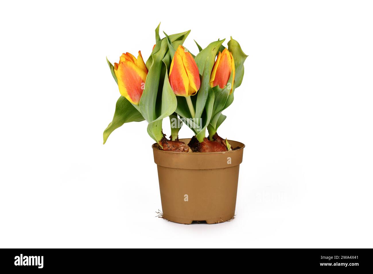 Flower pot with orange and yellow 'Tulipa Flair' tulip spring flowers on white background Stock Photo